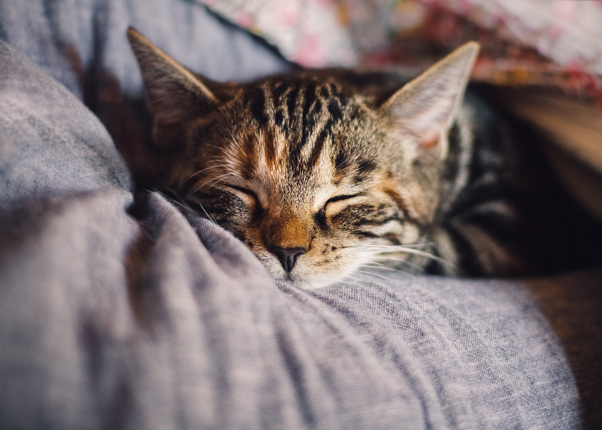 image-sommeil-chat